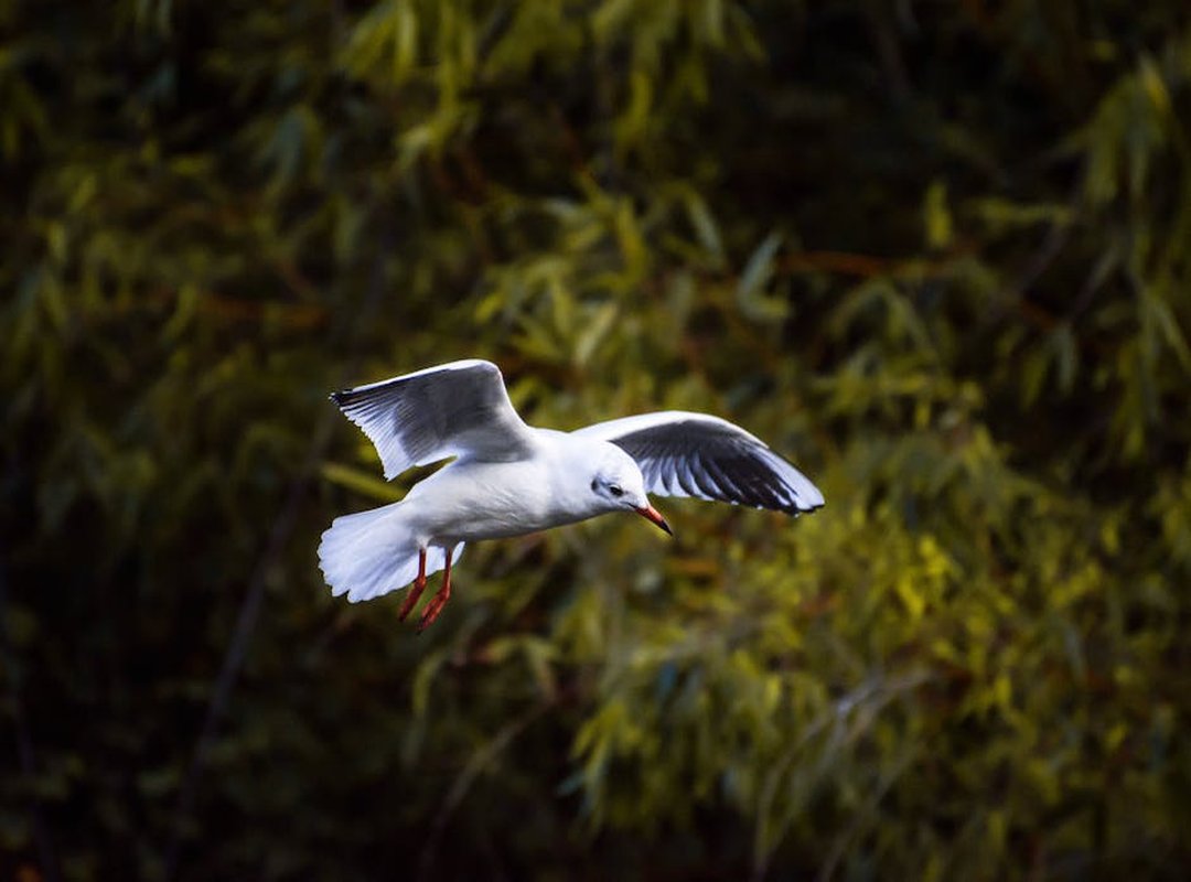 Themes and Subjects in Her Work